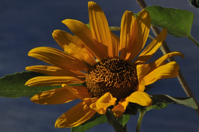 sunflower closeup